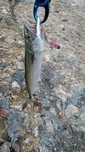 サゴシの釣果