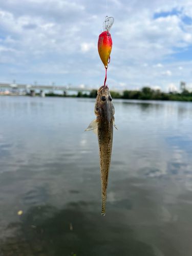 マハゼの釣果
