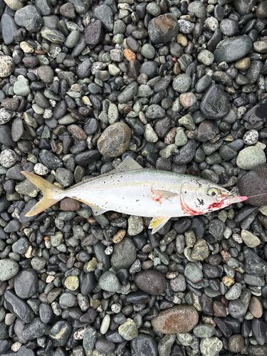 ワカシの釣果