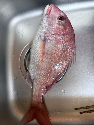 マダイの釣果