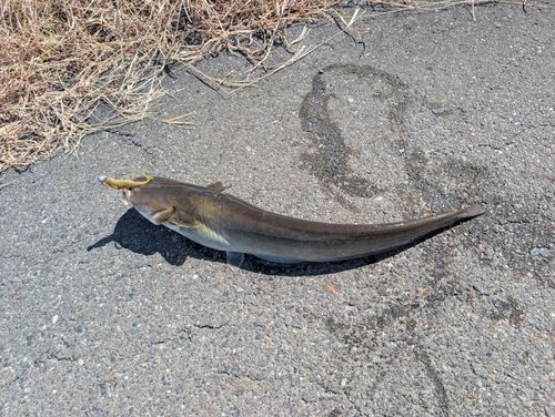ナマズの釣果