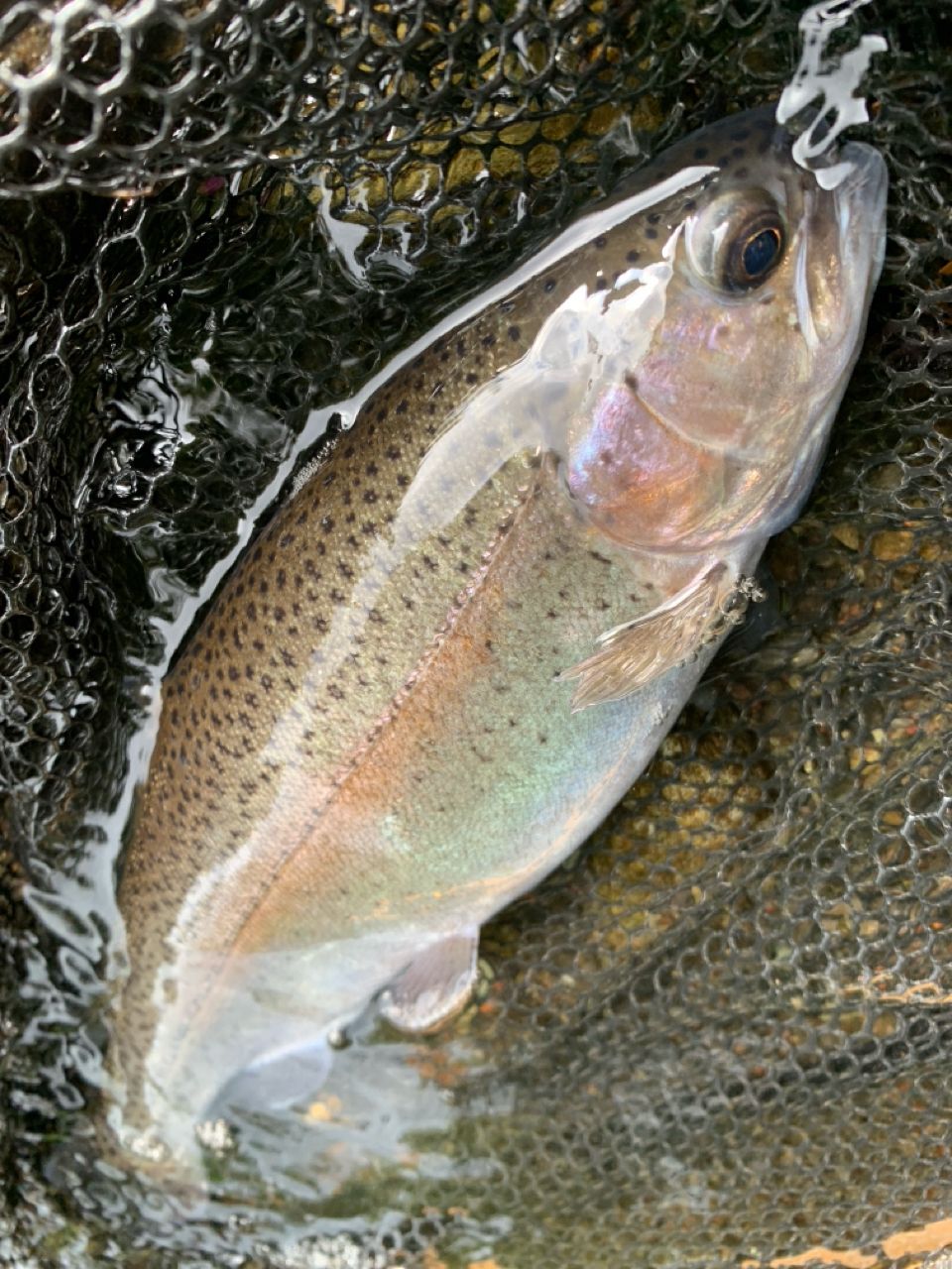 PALMS エゲリア ネイティブパフォーマンスの最安値・インプレ