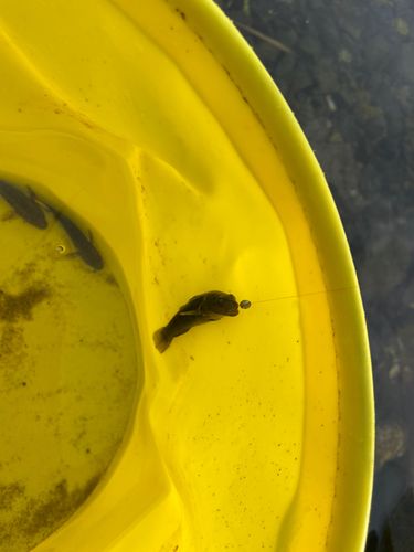 チチブの釣果