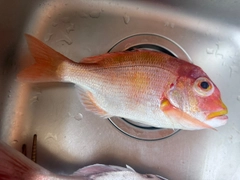 レンコダイの釣果