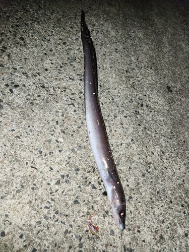 クロアナゴの釣果