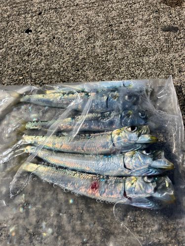 釣果