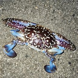 タイワンガザミ