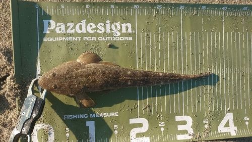 マゴチの釣果