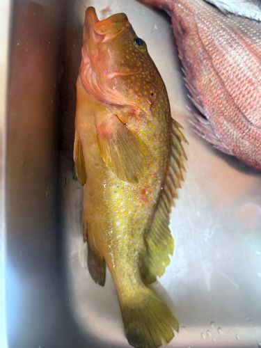 アコウの釣果