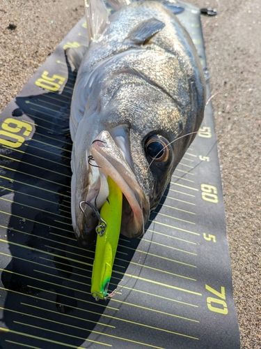 シーバスの釣果