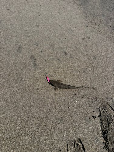 仙南サーフ