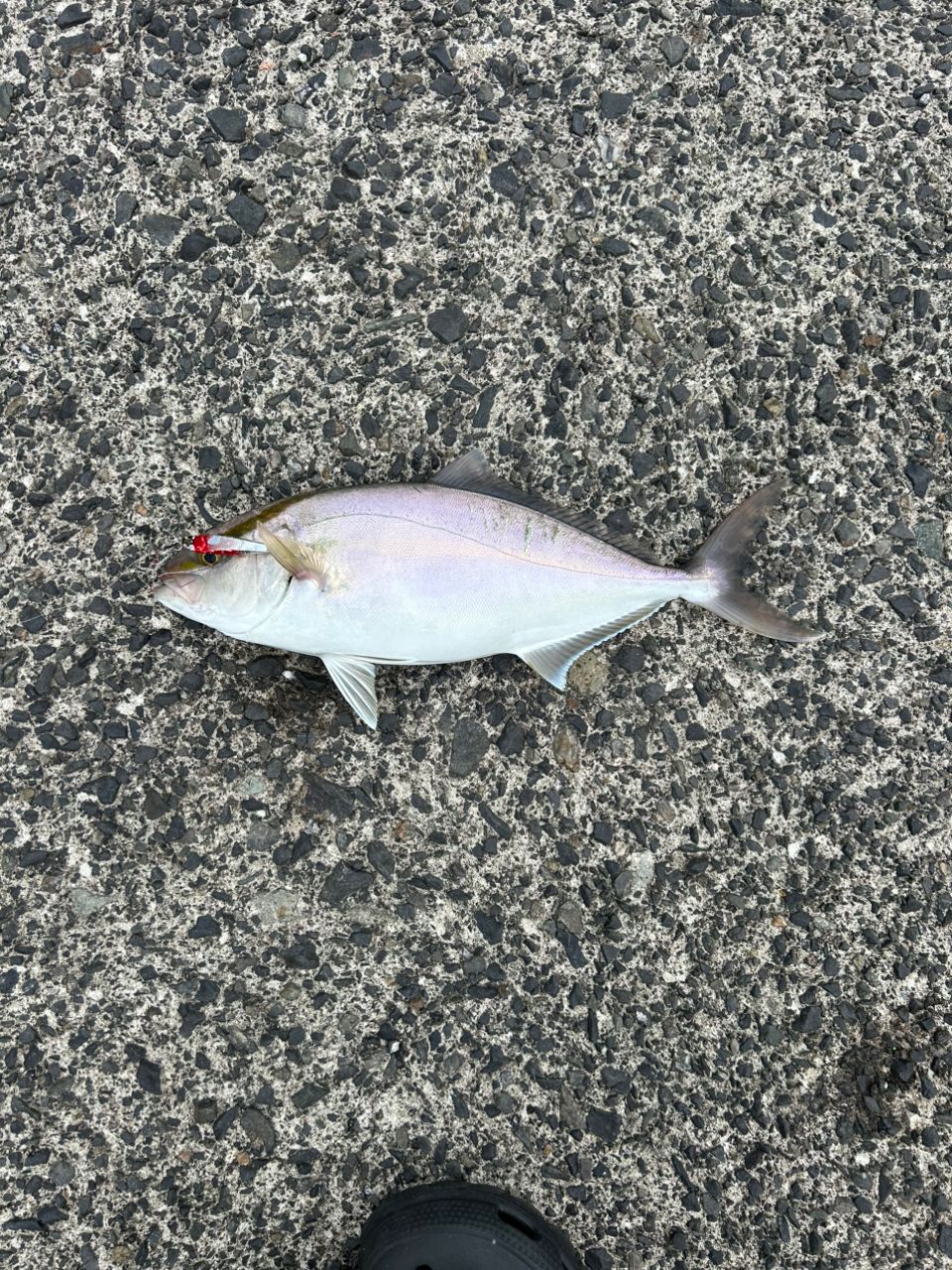 ショゴ