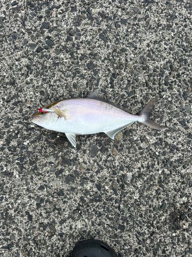 ショゴの釣果