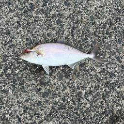 ショゴ