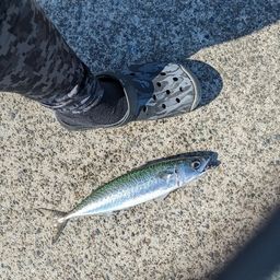 イナダ