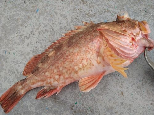 ウッカリカサゴの釣果