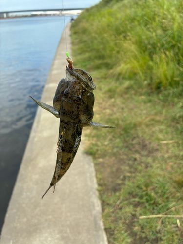 ハゼの釣果