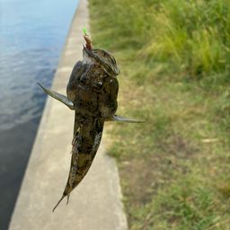 ハゼ