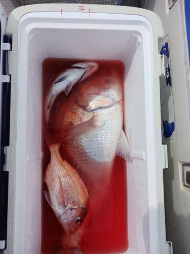 マダイの釣果