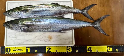 サゴシの釣果