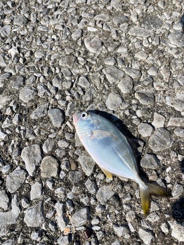 コノシロの釣果