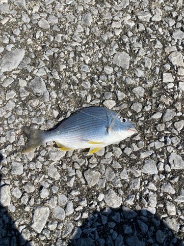 コノシロの釣果