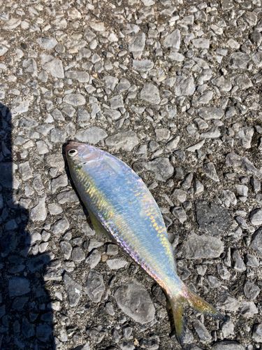 コノシロの釣果