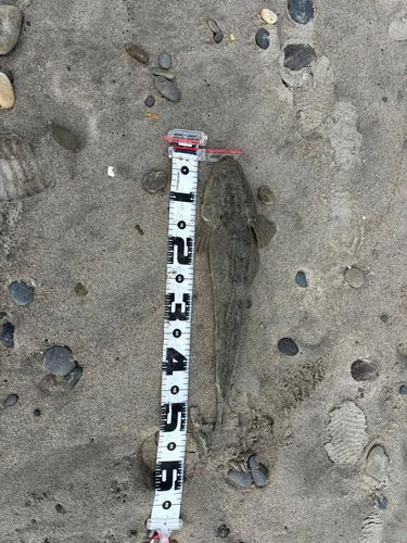 マゴチの釣果