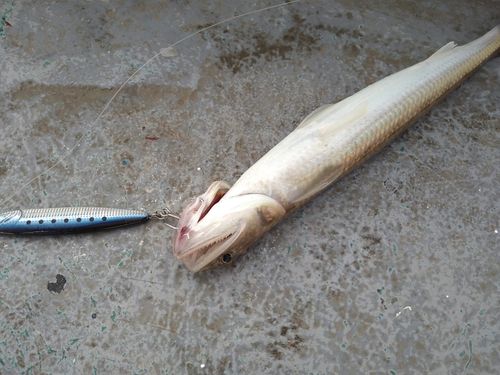 マエソの釣果
