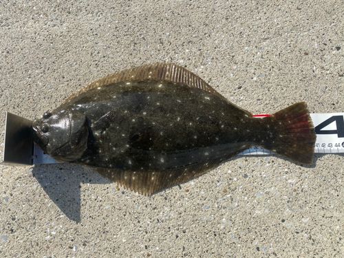 ヒラメの釣果