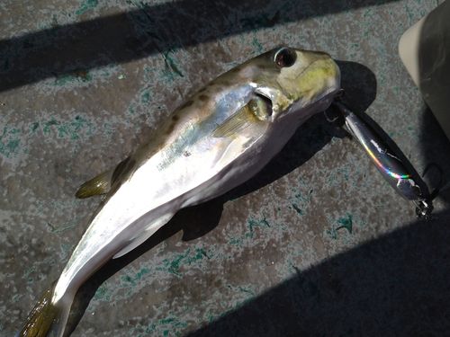 シロサバフグの釣果