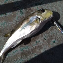 シロサバフグ