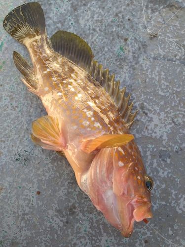 キジハタの釣果