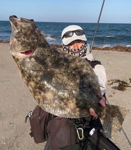 ヒラメの釣果