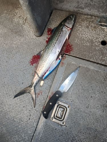 伊勢湾