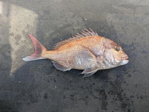 マダイの釣果