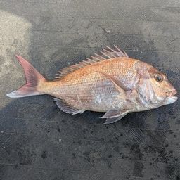 マダイ