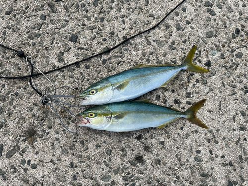 ツバスの釣果