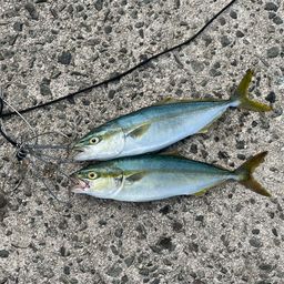 ツバス