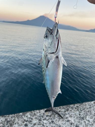 スマカツオの釣果
