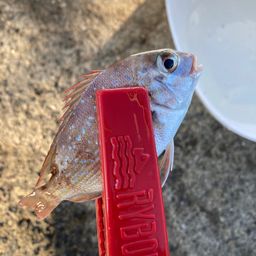アジ