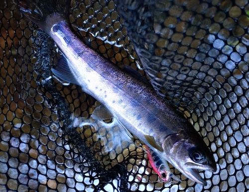 ヤマメの釣果