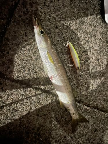 カマスの釣果