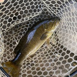 スモールマウスバス