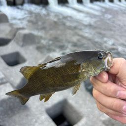 スモールマウスバス