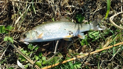 ウグイの釣果