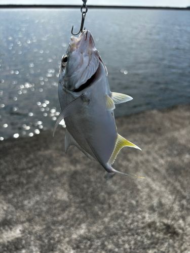 メッキの釣果