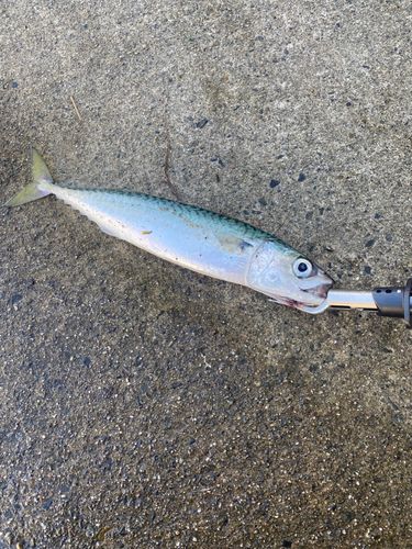 サバの釣果