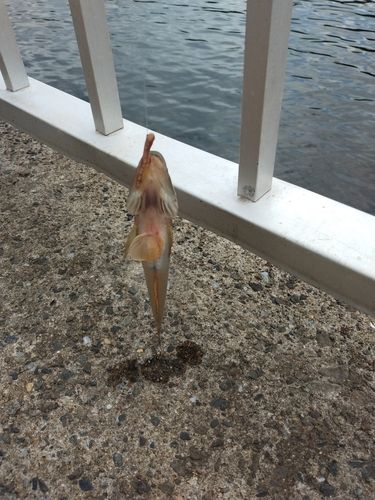 マハゼの釣果