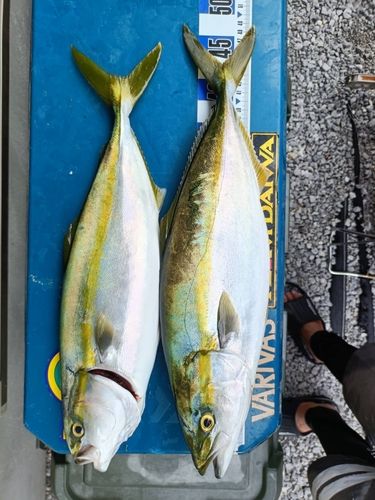 イナダの釣果